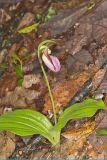 Pink Lady's Slipper, Cypripedium acaule