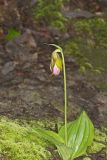 Pink Lady's Slipper, Cypripedium acaule