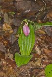 Pink Lady's Slipper, Cypripedium acaule
