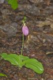 Pink Lady's Slipper, Cypripedium acaule