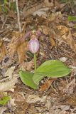 Pink Lady's Slipper, Cypripedium acaule