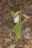 Pink Lady's Slipper, Cypripedium acaule