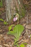 Pink Lady's Slipper, Cypripedium acaule