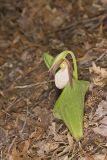 Pink Lady's Slipper, Cypripedium acaule