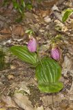 Pink Lady's Slipper, Cypripedium acaule