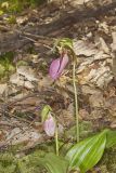 Pink Lady's Slipper, Cypripedium acaule