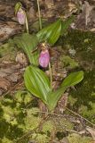 Pink Lady's Slipper, Cypripedium acaule