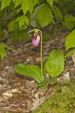 Pink Lady's Slipper, Cypripedium acaule