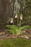 Pink Lady's Slipper, Cypripedium acaule