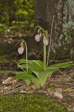 Pink Lady's Slipper, Cypripedium acaule