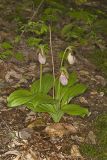 Pink Lady's Slipper, Cypripedium acaule