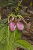 Pink Lady's Slipper, Cypripedium acaule