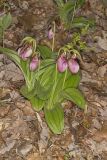 Pink Lady's Slipper, Cypripedium acaule