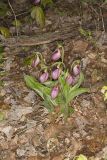 Pink Lady's Slipper, Cypripedium acaule