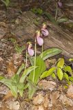 Pink Lady's Slipper, Cypripedium acaule