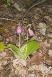 Pink Lady's Slipper, Cypripedium acaule