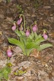 Pink Lady's Slipper, Cypripedium acaule