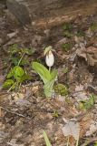 Pink Lady's Slipper, Cypripedium acaule