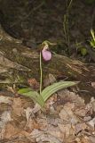 Pink Lady's Slipper, Cypripedium acaule