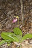 Pink Lady's Slipper, Cypripedium acaule