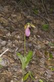 Pink Lady's Slipper, Cypripedium acaule