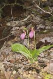 Pink Lady's Slipper, Cypripedium acaule