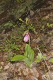 Pink Lady's Slipper, Cypripedium acaule