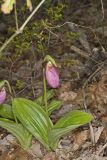 Pink Lady's Slipper, Cypripedium acaule