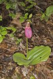 Pink Lady's Slipper, Cypripedium acaule