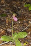 Pink Lady's Slipper, Cypripedium acaule