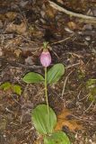 Pink Lady's Slipper, Cypripedium acaule
