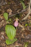 Pink Lady's Slipper, Cypripedium acaule