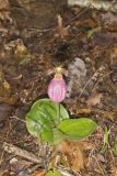 Pink Lady's Slipper, Cypripedium acaule