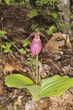 Pink Lady's Slipper, Cypripedium acaule