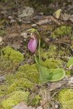 Pink Lady's Slipper, Cypripedium acaule