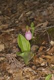 Pink Lady's Slipper, Cypripedium acaule