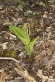 Pink Lady's Slipper, Cypripedium acaule