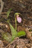 Pink Lady's Slipper, Cypripedium acaule
