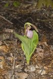 Pink Lady's Slipper, Cypripedium acaule