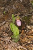 Pink Lady's Slipper, Cypripedium acaule