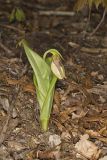 Pink Lady's Slipper, Cypripedium acaule