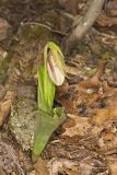 Pink Lady's Slipper, Cypripedium acaule