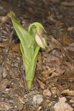 Pink Lady's Slipper, Cypripedium acaule