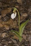 Pink Lady's Slipper, Cypripedium acaule