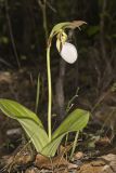 Pink Lady's Slipper, Cypripedium acaule
