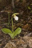 Pink Lady's Slipper, Cypripedium acaule