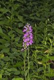 Purple Fringeless Orchid, Platanthera peramoena