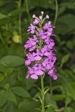 Purple Fringeless Orchid, Platanthera peramoena