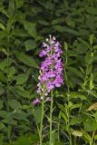 Purple Fringeless Orchid, Platanthera peramoena