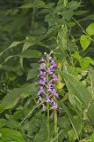 Purple Fringeless Orchid, Platanthera peramoena